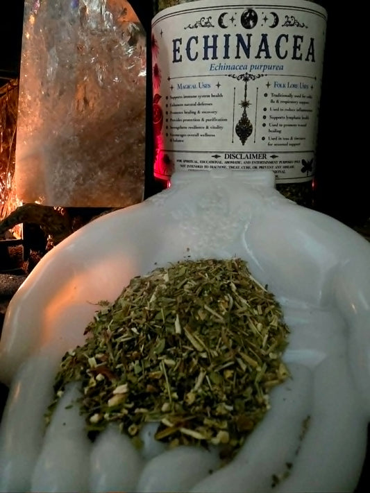 Echinacea (Echinacea purpurea) Organic