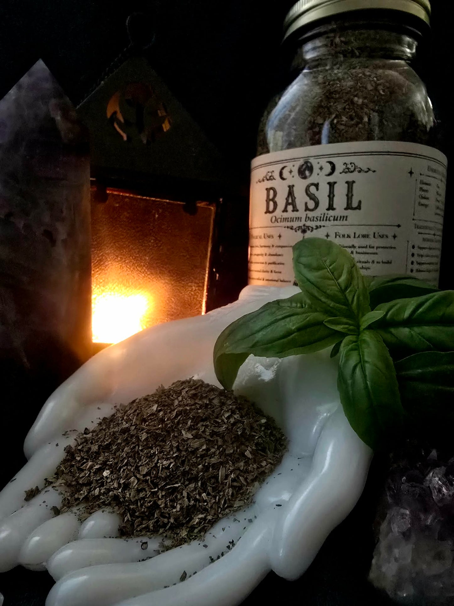 Basil Leaf (Ocimum basilicum)