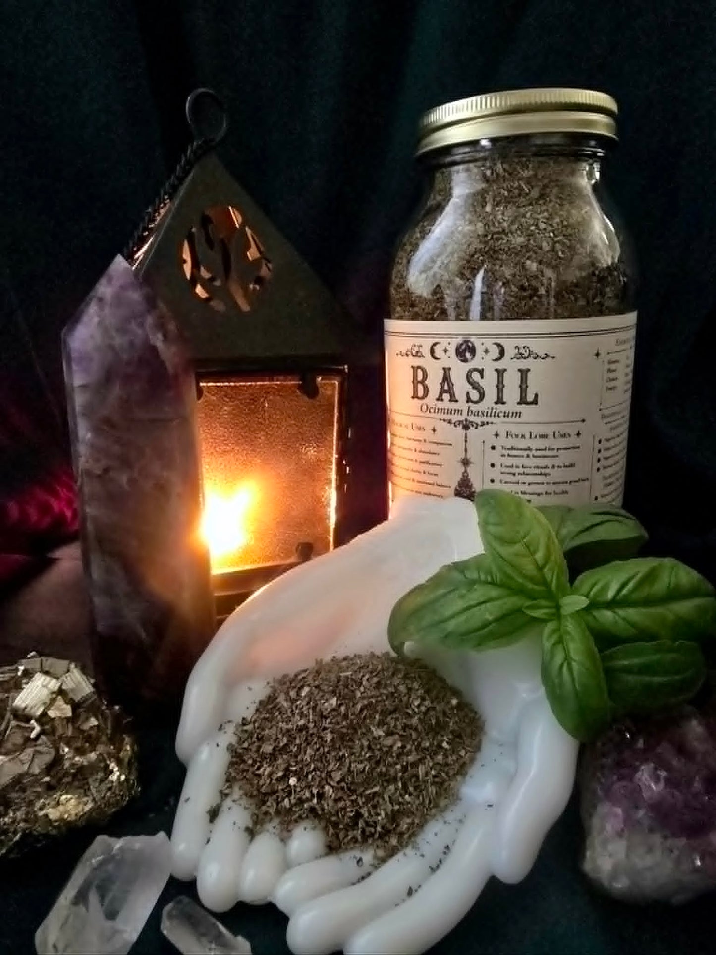 Basil Leaf (Ocimum basilicum)