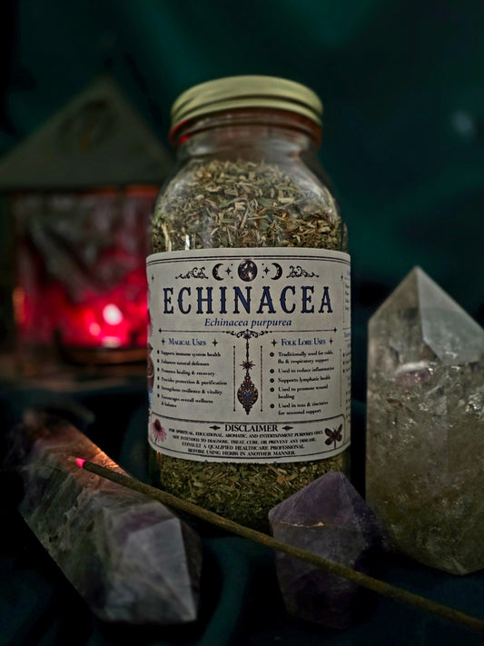 Echinacea (Echinacea purpurea) Organic