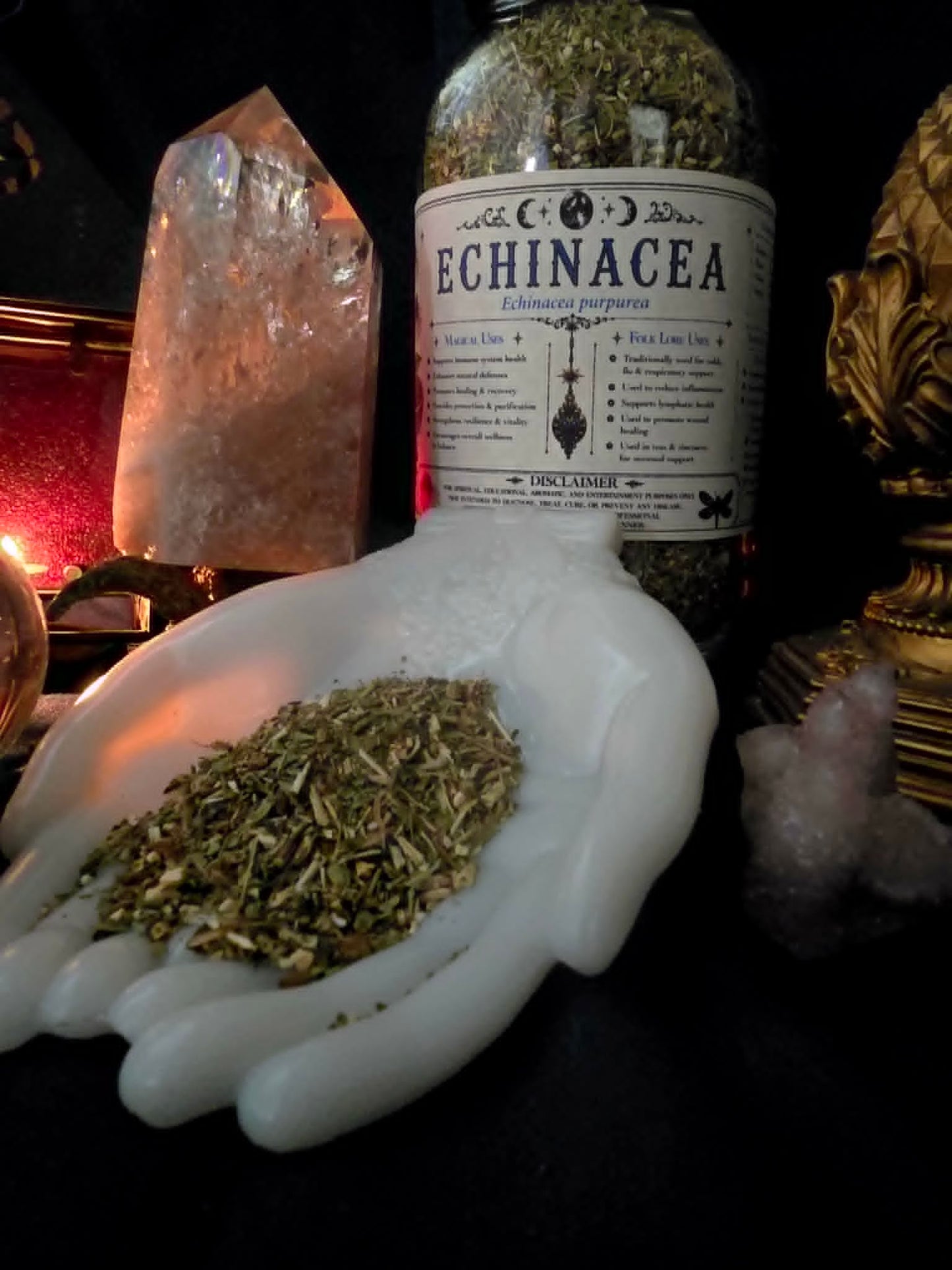 Echinacea (Echinacea purpurea) Organic